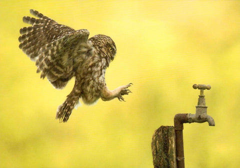 Blankopostkarte mit Magischer Eule – Zauberhafte Grüße für jeden Anlass