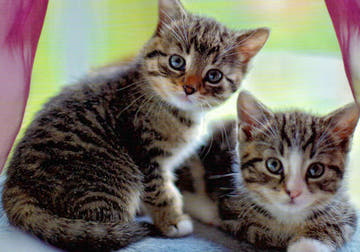 Blankopostkarte mit niedlichen Kätzchen - Charmante Kittens für jeden Anlass