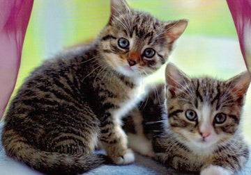 Blankopostkarte mit niedlichen Kätzchen - Charmante Kittens für jeden Anlass