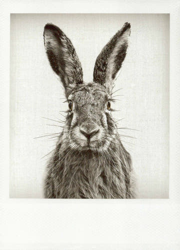 Blankopostkarte mit Schwarz - Weiß Hase – Stilvolle Grüße für jeden Anlass
