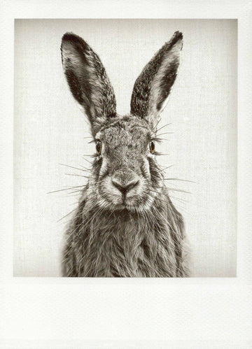Blankopostkarte mit Schwarz - Weiß Hase – Stilvolle Grüße für jeden Anlass