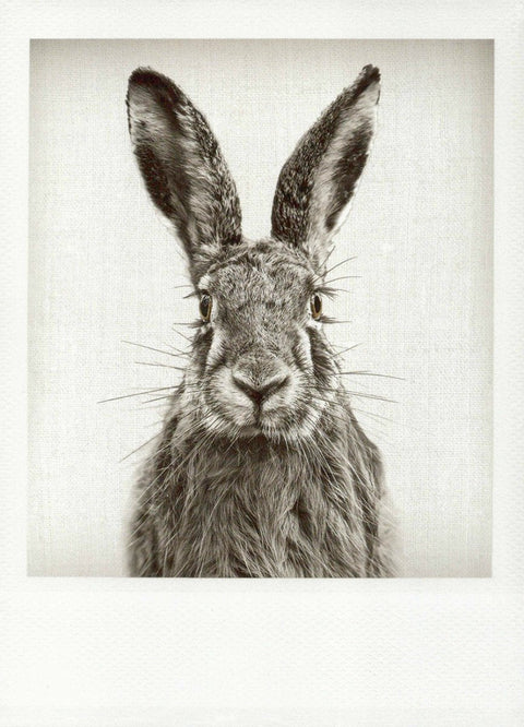 Blankopostkarte mit Schwarz - Weiß Hase – Stilvolle Grüße für jeden Anlass