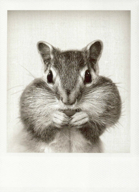 Blankopostkarte mit Streifenhörnchen - Motiv in Schwarzweiß