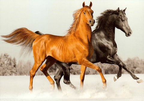 Blankopostkarte mit zwei edlen Pferden - Noble Horses