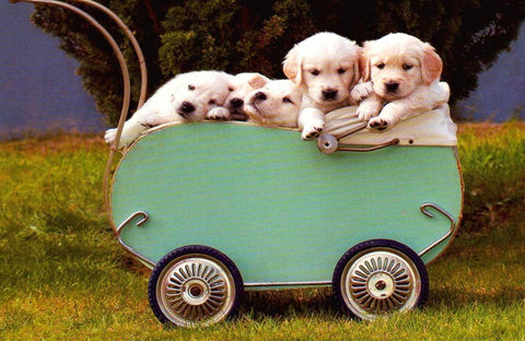 Blankopostkarte: Niedliche Hundewelpen im Bollerwagen - Friends Forever