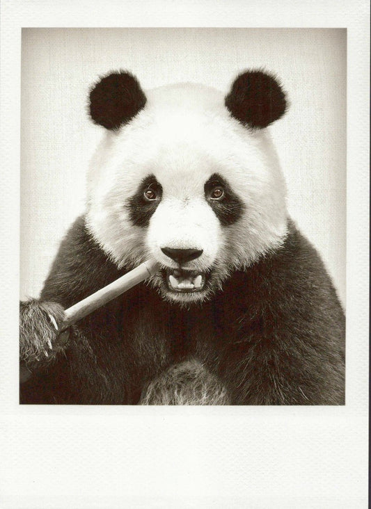 Blankopostkarte Panda - Design: Charmantes Schwarzweiß - Tiermotiv, Retro - Bambus - Stil, ideal für Sammler & als Geschenk