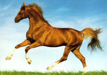 Blankopostkarte Pferd auf Wiese – Naturmotiv für jeden Anlass