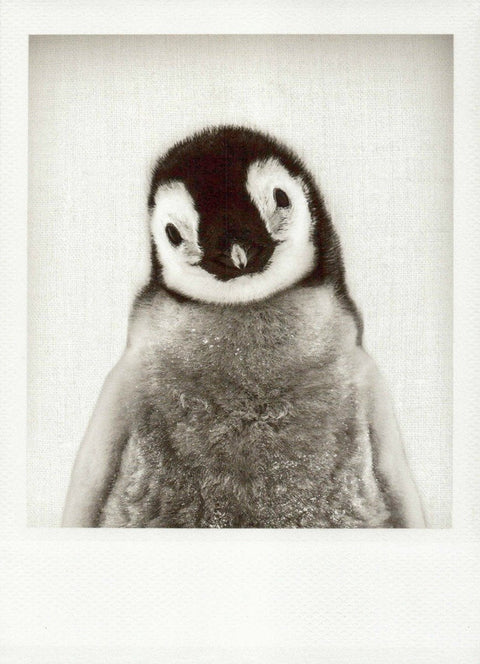 Blankopostkarte: Pinguinbaby in Schwarz - Weiß - Charmante Grußkarte für jeden Anlass