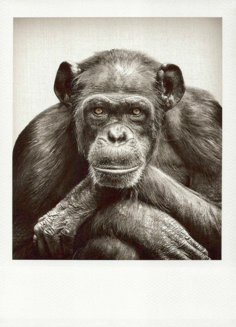 Blankopostkarte: Schimpanse in Schwarzweiß – Einzigartiges Design für jeden Anlass