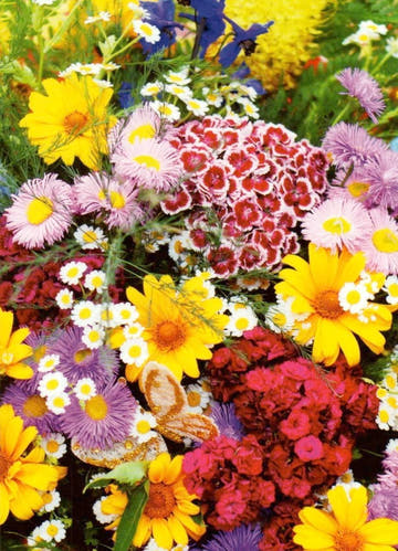 Blankopostkarte Wildblumen: Flowers II – Perfekt für jeden Anlass