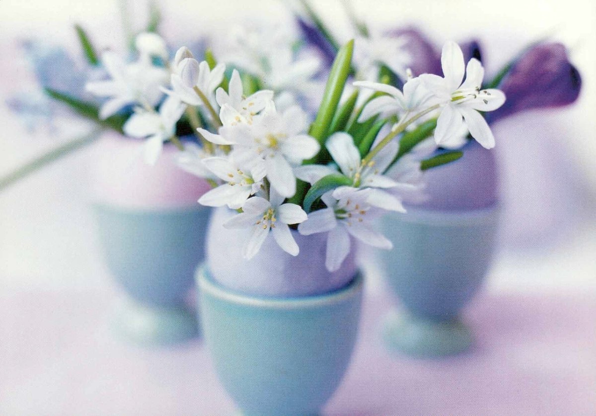 Blumen - Blankopostkarte: Johner Bildbyra – Perfekt für jeden Anlass