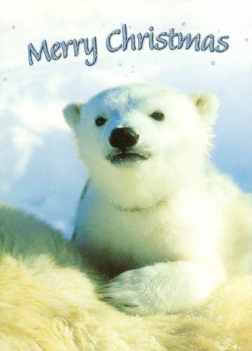 Festliche Postkarte Eisbär: Frohe Weihnachten