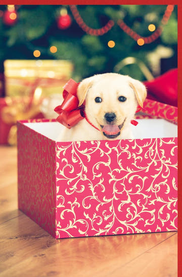 Festliche Weihnachtskarte: Süßer Welpe mit roter Schleife & Baum, Geschenkbox für Freude & Glück - Traditionelle Tiermotive