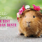 Freundschaftskarte: Meerschweinchen & Blumen - Humorvoller Gruß für Optimisten, Tierpostkarte als Geschenkidee