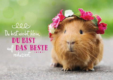 Freundschaftskarte: Meerschweinchen & Blumen - Humorvoller Gruß für Optimisten, Tierpostkarte als Geschenkidee