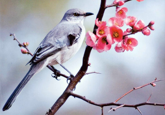 Frühlingsgruß Blankopostkarte - Mockingbird auf Blütenzweig, Naturfotografie mit Pinken Blumen, SchreibwarenPapeterie