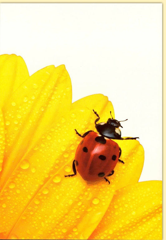 Geburtstagskarte Blanko mit Marienkäfer auf gelber Blume – Detailaufnahme Naturmotiv, hochwertige Qualität für besondere Anlässe