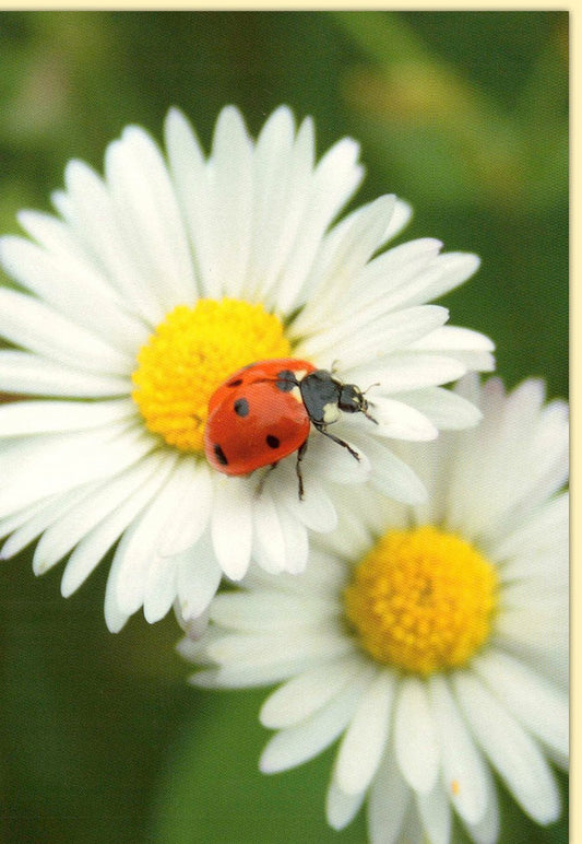 Geburtstagskarte Blumenmotiv Gänseblümchen mit Marienkäfer für vielseitige Anlässe, inklusive Umschlag