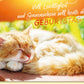 Geburtstagskarte mit schlafender Katze auf Holzbank im Sonnenschein liebevoller Spruch Glückwunschkarte zum Geburtstag