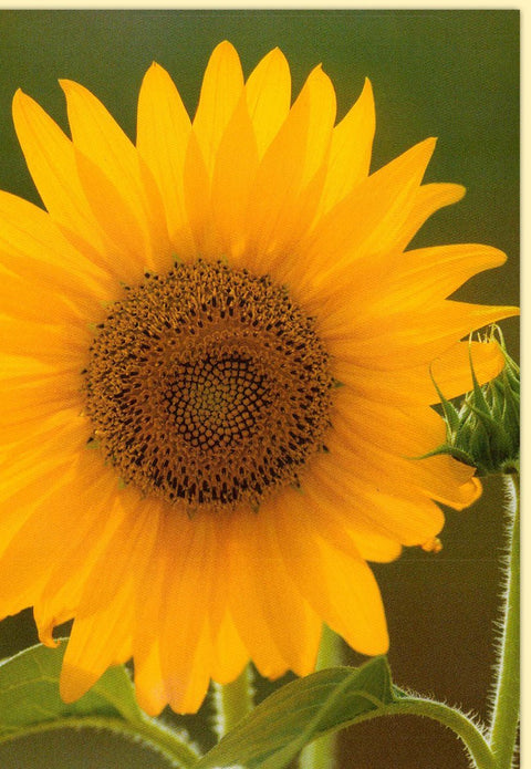 Geburtstagskarte Sonnenblume auf grünem Hintergrund für vielseitige Anlässe