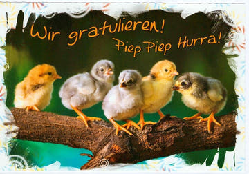 Geburtstagskarte süße Küken auf Ast fröhlicher Spruch Pieps Pieps Hurra Glückwunschkarte Geburtstag Kinder Motiv