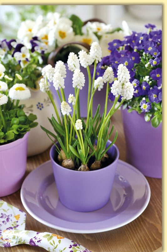 Genesungskarte mit Frühlingsblumen im Blumentopf zarte Blumenmotive auf hochwertiger Doppelkarte für liebevolle Genesungswünsche