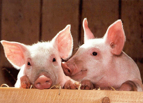 Glückwunsch - Postkarte mit niedlichen Ferkeln – Rosa Schweinchen, Bauernhof - Tiere, Freundschaftsmotiv, Blanko für persönliche Botschaften