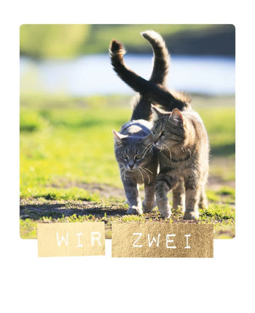 Liebespostkarte – Katzenpaar im Sonnenlicht, Zuneigung & Freundschaft auf Natur - Spaziergang