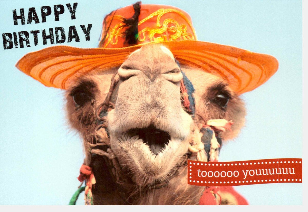 Lustige Geburtstagskarte mit Kamel - Humorvolle Tiermotive für originelle Glückwünsche und funkelnde Überraschungen