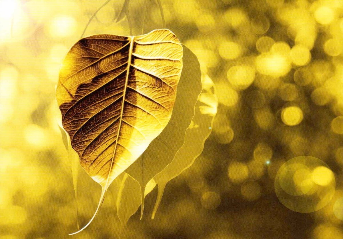 Natur Postkarte Blanko Bodhi - Gold Edition