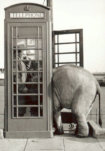 Nostalgische Schwarzweiß - Postkarte mit Elefant & Telefonzelle, Vintage Deko - Geschenk, Humorvolle Sammelkarte für Sammler & Einrichtung - Postkarten - Schwarz - Weiss