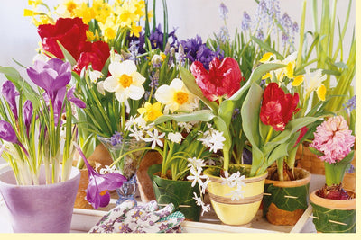 Osterkarte Frühlingszauber - Fensterbank-Motive mit Tulpen, Narzissen & Hyazinthen als natürliche Deko