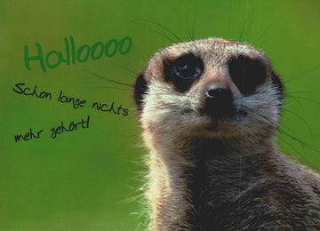Postkarte Freundschaft Erdmännchen Hallo schon lange nichts mehr gehört lustige Grußkarte Tiermotiv für Freunde und Kollegen