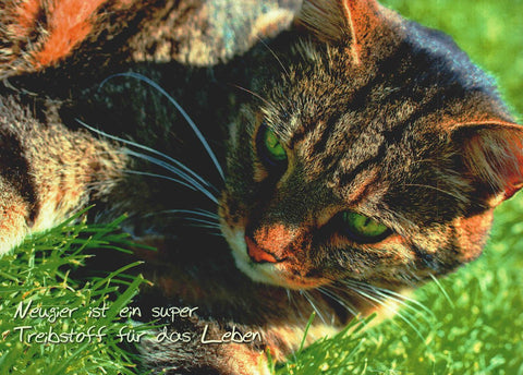 Postkarte neugierige Katze auf Wiese mit Spruch Treibstoff für das Leben Postkarte Tierpostkarte für besondere Anlässe