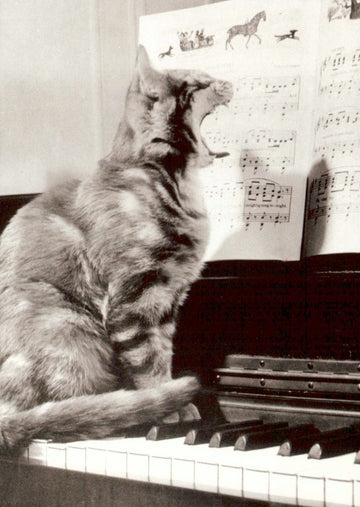 Postkarte Schwarz - Weiß Katze am Klavier – Humorvolle Fotografie für Musik - und Tierliebhaber, Vintage Retro Dekor & Sammlerstück