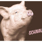 Postkarte Sprüche: Humorvoller Gruß "Schnauze" für jede Gelegenheit