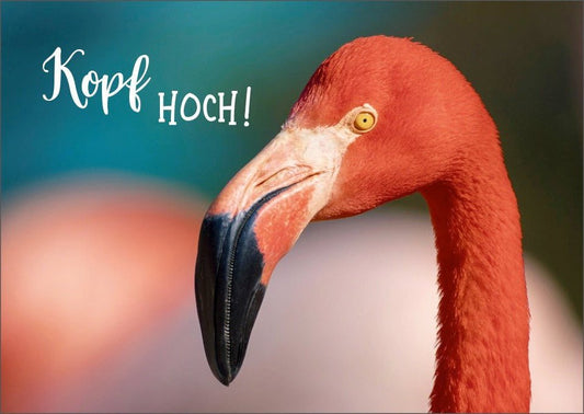 Postkarte zur Ermutigung - Flamingo mit "Kopf hoch" Spruch, Rosa Naturfotografie, Farbenfrohe Tierpostkarten