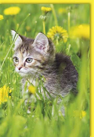 Sommerliche Blankokarte mit Katzenmotiv auf Wiese – Perfekt für vielseitige Anlässe, hochwertiger Druck auf festem Papier