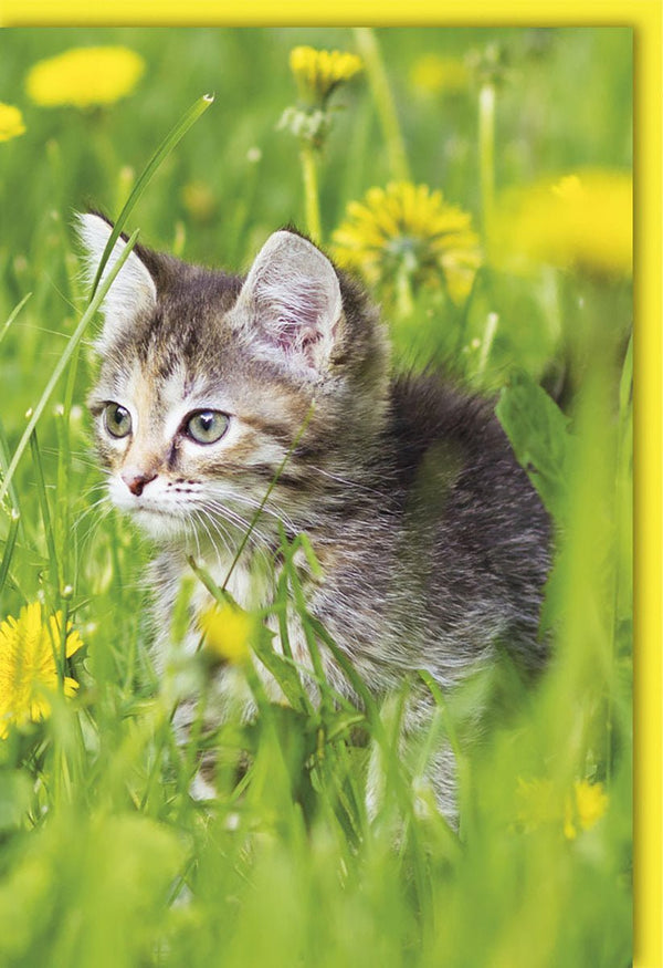 Sommerliche Blankokarte mit Katzenmotiv auf Wiese – Perfekt für vielseitige Anlässe, hochwertiger Druck auf festem Papier