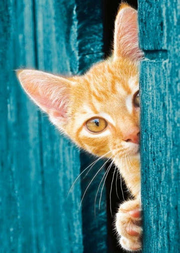 Tierpostkarte Greek Island mit Katze - Ein Hauch von Urlaubsflair