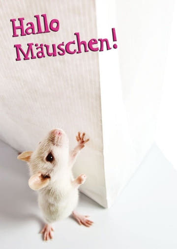 Tierpostkarte: Grüße an ein kleines Mäuschen!