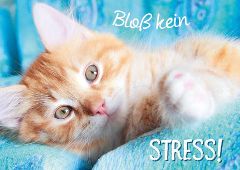 Tierpostkarte Katze: Entspannung & Weisheit - Charmante Relax - Kätzchen Karte mit Spruch für Gelassenheit