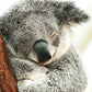 Tierpostkarte Koala Umarmung - Herzerwärmender Gruß "Fühl dich gedrückt" für Freunde, voller Zärtlichkeit und Geborgenheit