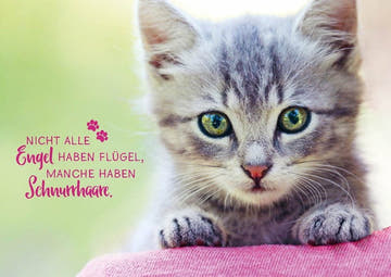 Tierpostkarte mit Lebensweisheit: Nicht alle Engel haben Flügel, manche tragen Schnurrhaare