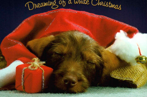 Tierpostkarte: Winterliche Weihnachtsgrüße - Dreaming of a White Christmas