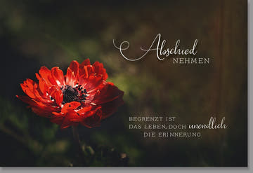 Trauerkarte Beileid & Anteilnahme - Stilvolle Karte mit Roter Blume, Naturmotiv in Dunkelrot & Schwarz für Trost und Erinnerung