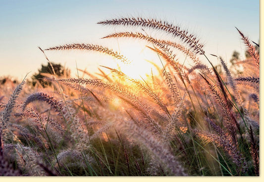 Trauerkarte Blanko mit Sonnenuntergang und Gräsern – Stilvoll für Anteilnahme und Mitgefühl, hochwertige Qualität