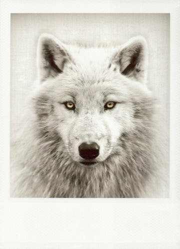 Trauerkarte: Elegante Schwarz - Weiß - Karte mit Wolf - Motiv