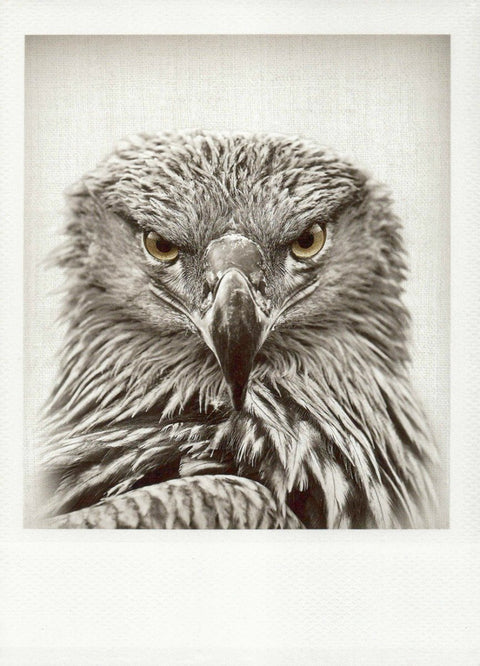 Trauerkarte: Elegante Schwarzweiß - Postkarte mit majestätischem Steppenadler - Motiv