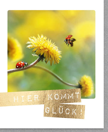 Viel - Glück - Karte: Fröhliche Glückwunschkarte 'Viel Glück' mit Marienkäfer und Löwenzahn, Gelbe Blume Naturfotografie als Glücksbringer.